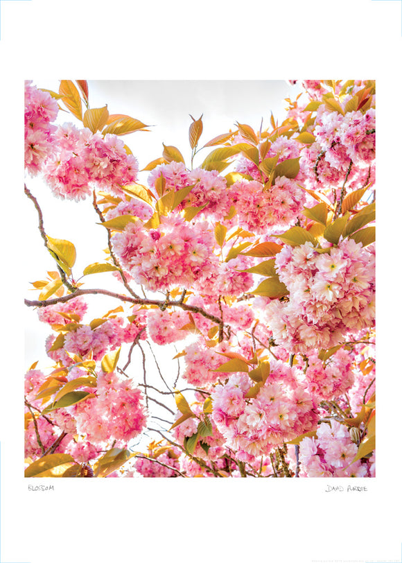blossom poster