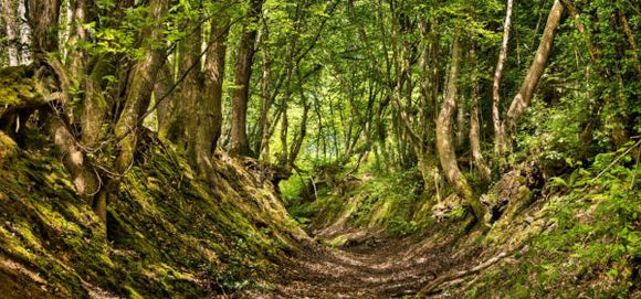 sunken path in brede high woods