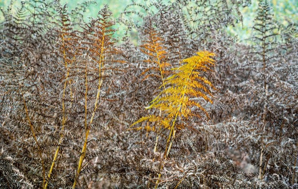 autumn ferns bixley woods canvas