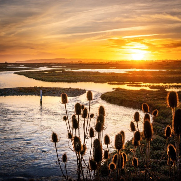 Sunset Teasels Rye harbour Nature Reserve