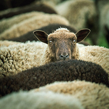 sheep two