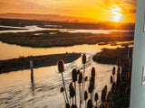 Sunset Teasels Rye harbour Nature Reserve
