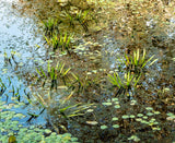 late summer at hythe poster