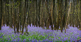 bluebells signed canvas print