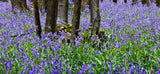 bluebells signed canvas print