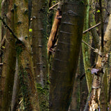 bluebells signed canvas print