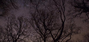 stars and winter trees