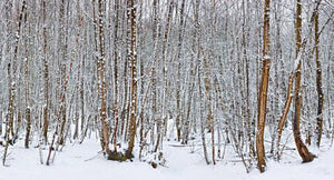 knock wood trees in the snow