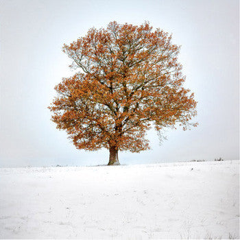 oak tree in snow