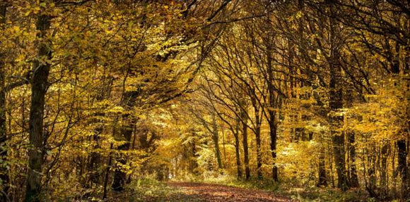 autumn path beckley woods