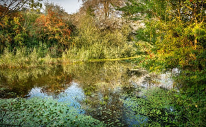 late summer Military Canal near Hythe