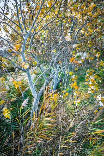 autumn saplings on romney marsh canvas