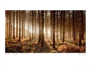 pine forest hemsted poster