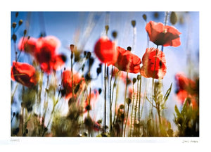 poppies poster