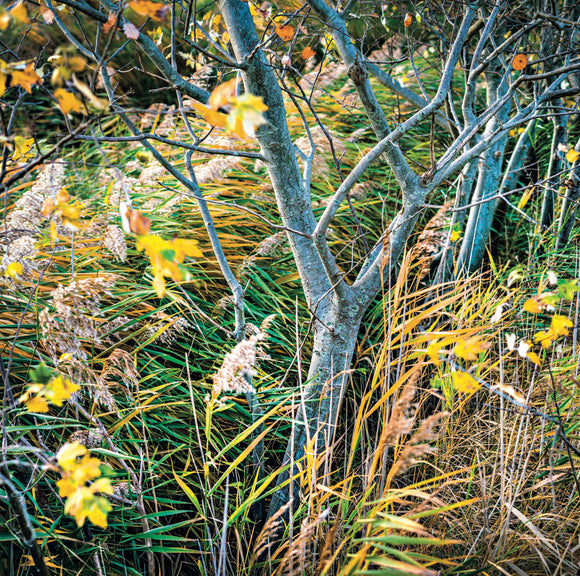 Autumn Saplings Romney Marsh