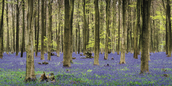 Bluebells King's Wood near Ashford and Challock