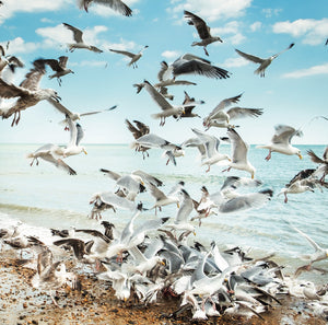 seagulls at hastings